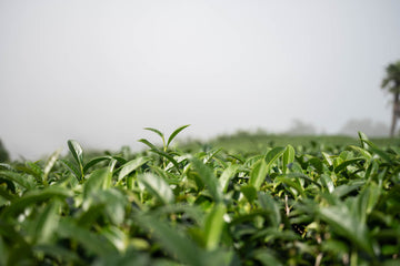 TEA 101: DEMYSTIFYING WULONG TEAS